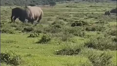 Dangerous fight between rhinoceros and buffalo😱⛔