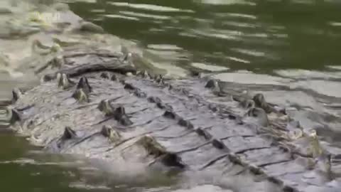 The Man Who Swims with Crocodiles