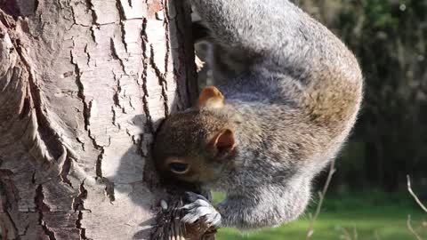 Squirrel on a tree eating HD