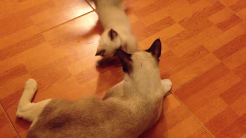 The most beautiful cats quarrel with each other is very funny