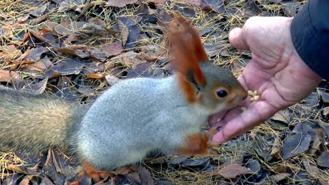 Feeding A Squirrel In Siberia