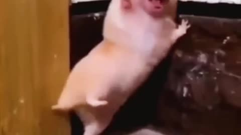 Funny videos Compilation] 😂 #Dogs#pig