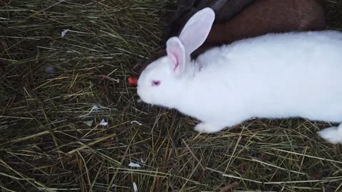 Rabbits video in my home.