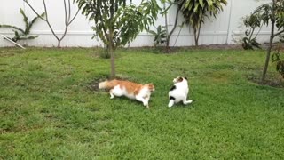 Puppy tries to get cat to chase him, instantly regrets it