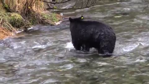 Polar Bear Brown Bear Black Bear Stock Footage