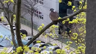 Mama Pigeon Caring For Her Chicks