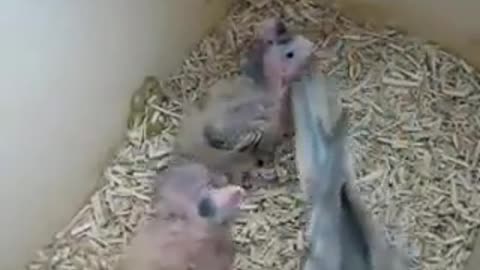 Cocktail chicks fed by mother