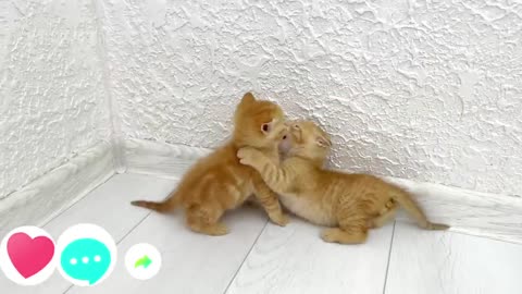 Kittens fighting - mother cat punishes her kittens