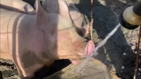 Watch our pig drinking from the hose!