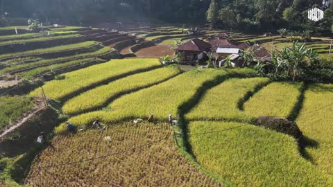 The beautiful atmosphere of the rice harvest season in Indonesia