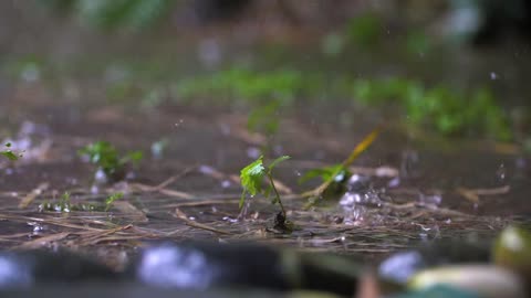 Long Shot of Tiny Plant In Rain Storm