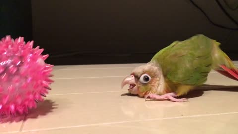 Angry parrot