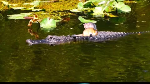 Exploring the World of Reptiles and Cats Swimming