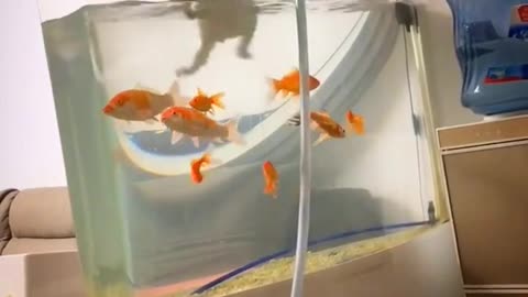 The Cat Fell Into The Aquarium While Trying To Catch A Fish | Animals Funny Videos #shorts #animals