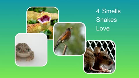 The Top 4 Smells Attracting Snakes to Your Yard