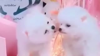 Lovely Pet Puppies