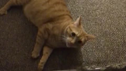 Feisty Feline Tries to Trap Pet Sitter in the Bathroom