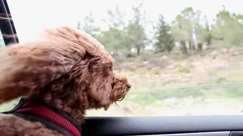Cane e vento dal finestrino | Little dog enjoys the car ride getting some fresh air from the window