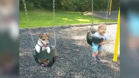 Dog playing cat jumping, too adorable