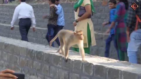 Monkey funny moments