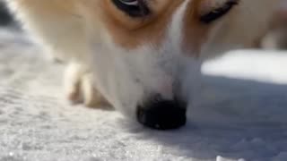 A little corgi funny snort with his nose 😁