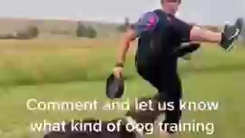 Dog training videos II dog training course