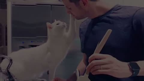 You ll Get A Cat After Watching This ❤️️ Cute Cats Showing Love To Their Owner