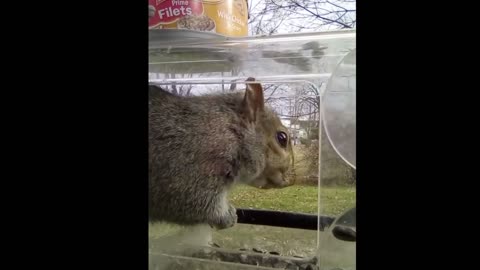 Squirrel Shinanigans