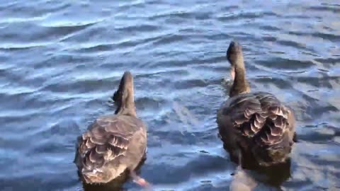 Discovering the Mysterious Beauty of the Black Swan: Australia's Native Waterbird