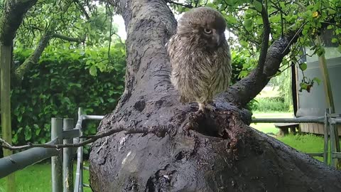 These Little Owlets were monitored by the Birds