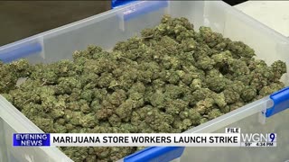 Unionized Chicago marijuana dispensary employees launch strike