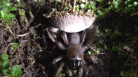 Trapdoor Spider Snatches Slugs