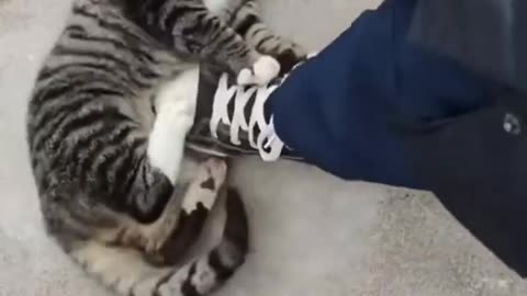 Funny and cute entertaining cat.