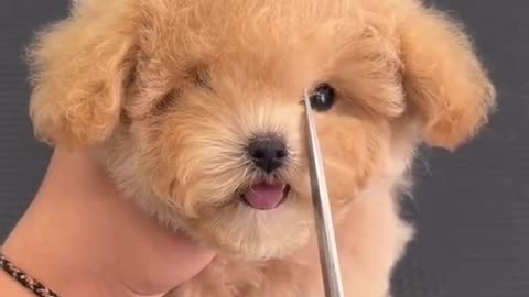 Hairdresser who opens his eyes, dog fashion