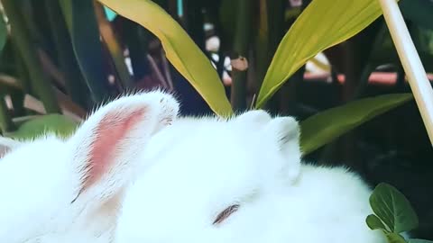 Cute rabbits !!!