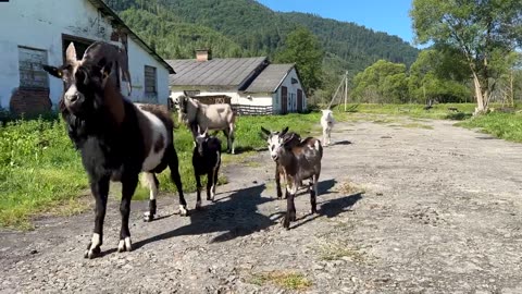 Generous Lunch of Ostrich Eggs and Home Made Goat Cheddar in the Carpathian Mountains