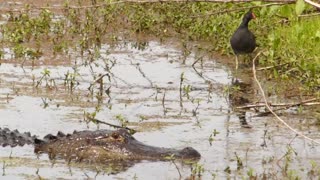 Scary alligator stalking moorhens