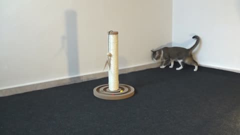 Cat ASMR, Cat Videos