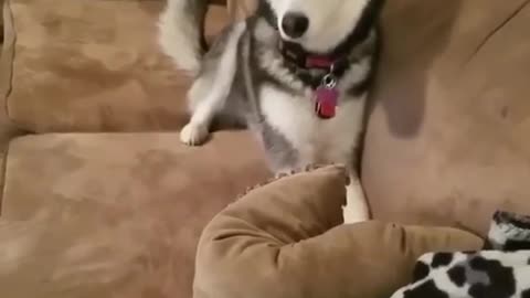 Husky Throws The FUNNIEST Temper Tantrum