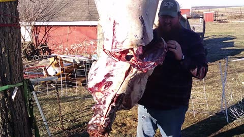 Butchering a home RAISED BEEF at HOME.