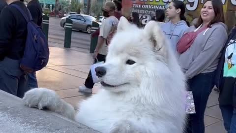 Watch my dog see theBellagio fountain for the firsttime
