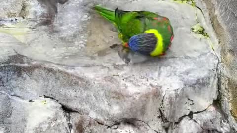 Parot funny video#funny video#parot funny#