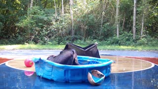 Bear Plays In The Pool