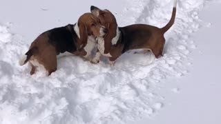 Basset hounds playing in the snow