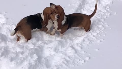 Basset hounds playing in the snow