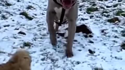 Powerfull pitbull dog