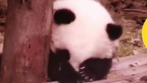 Heart broken panda 🐼