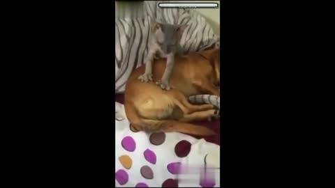 Dog and Cat Funny Time