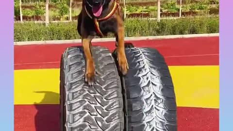 Funny full train Dog Video Compilation,🐕🐕