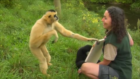 Cute Gibbons Playing and Climbing. Must See.